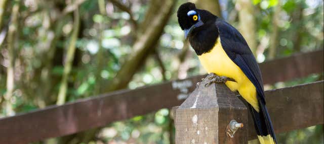 Calilegua National Park Tour