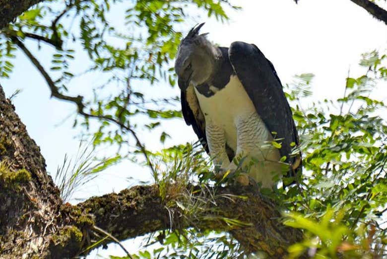 Uccelli del Parco Nazionale di Calilegua