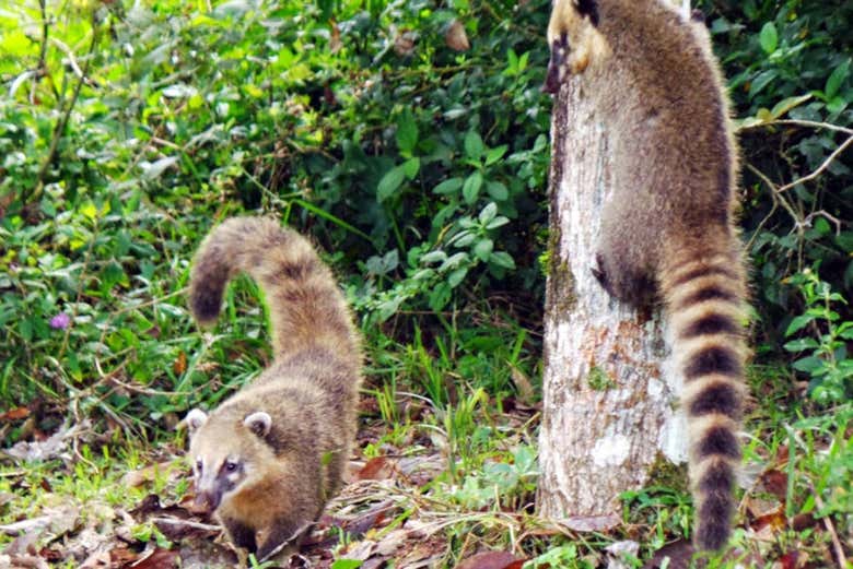 Coati nel Parco Nazionale di Calilegua