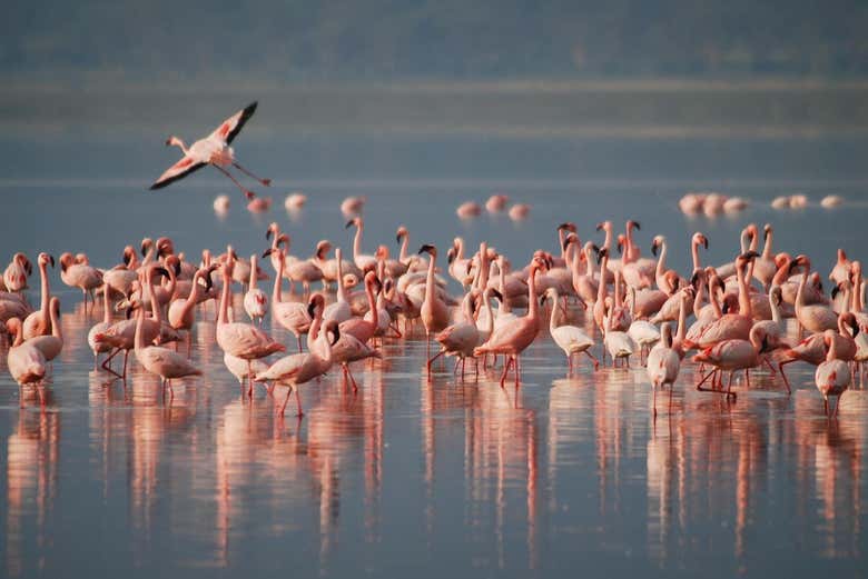 Grupo de flamencos en la laguna de los Pozuelos