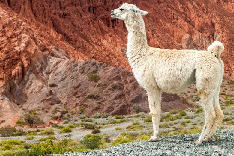Una llama en Purmamarca