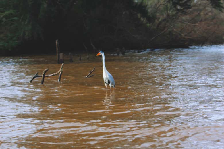 La fauna del fiume Luján