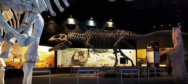 The Paleontological Museum Ticket