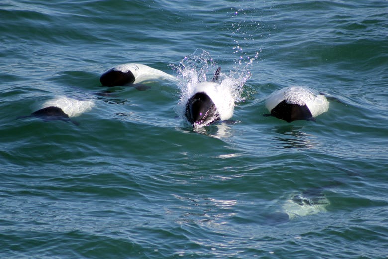 Delfines patagónicos en aguas de Puerto Rawson