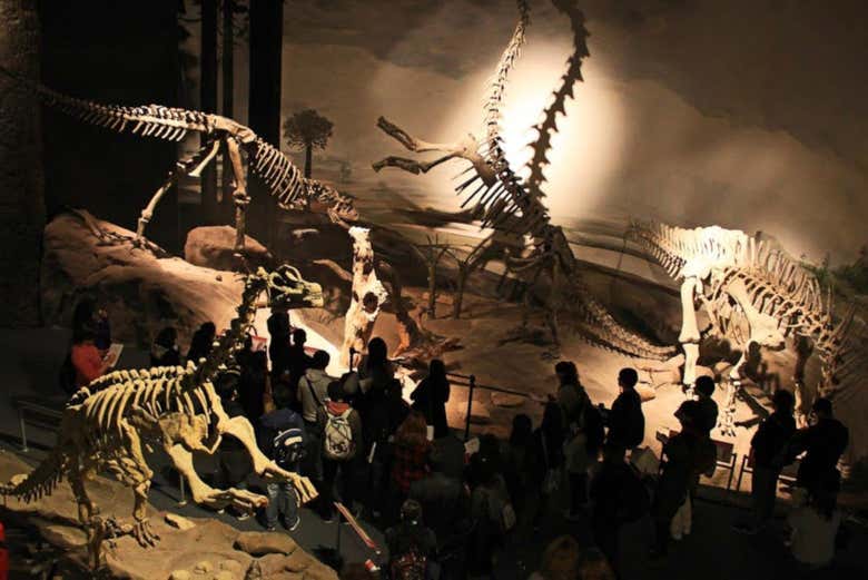 Dinosaurs at the MEF museum