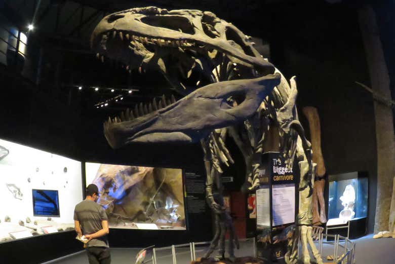 Admiring the Fossils of the MEF