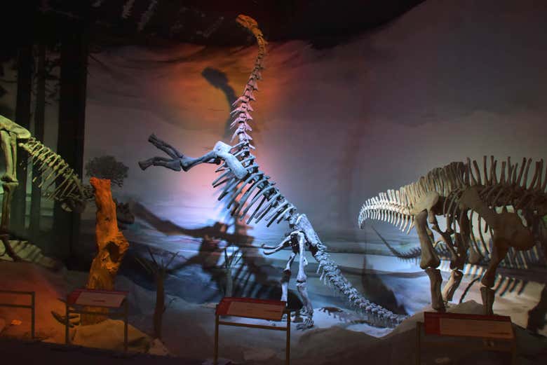 Interni del Museo Paleontologico di Trelew