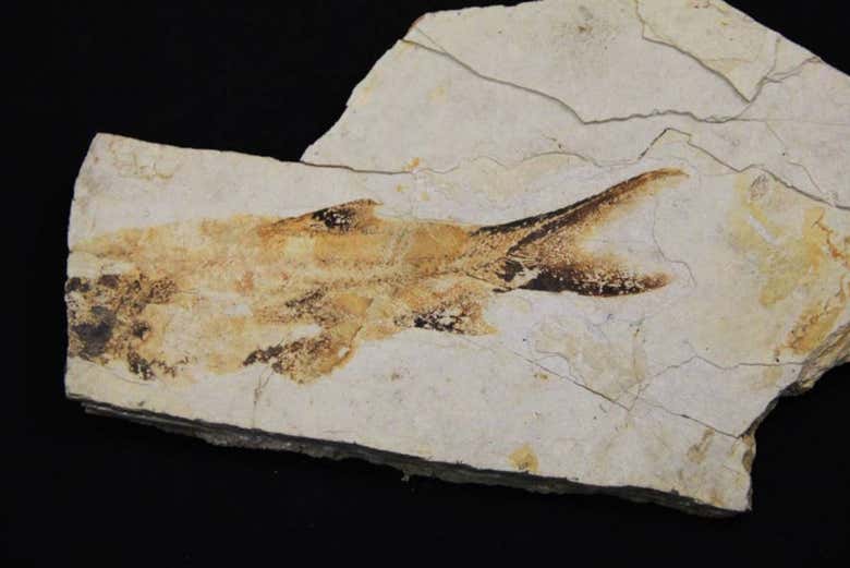 Un pesce fossilizzato esposto al MEF