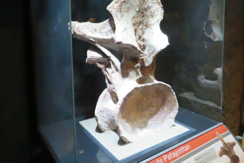 Una vértebra de dinosaurio expuesta en el MEF