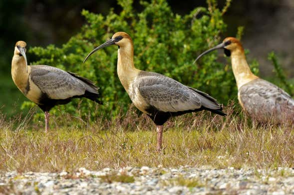 Avistamiento de aves en el Parque Nacional Tierra del Fuego