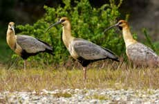 Avistamiento de aves en el Parque Nacional Tierra del Fuego