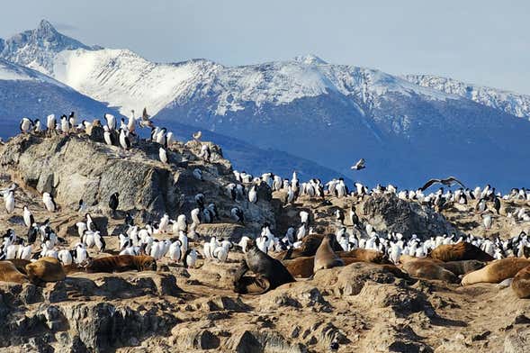 Colonie de manchots de l'île Martillo + Balade en bateau sur le canal Beagle