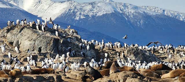Pingüinera de isla Martillo + Paseo en barco por el canal Beagle