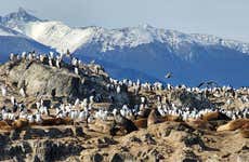 Colonia di pinguini di Isla Martillo + Giro in barca sul Canale di Beagle