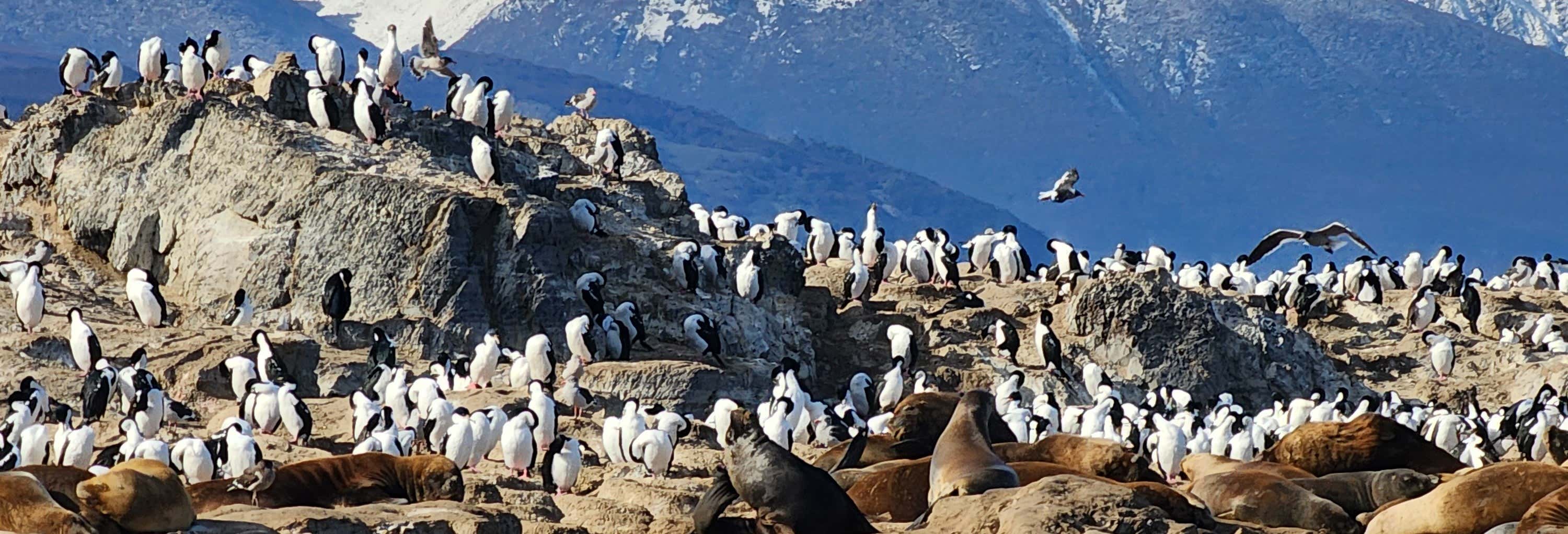 Boat tours in Ushuaia