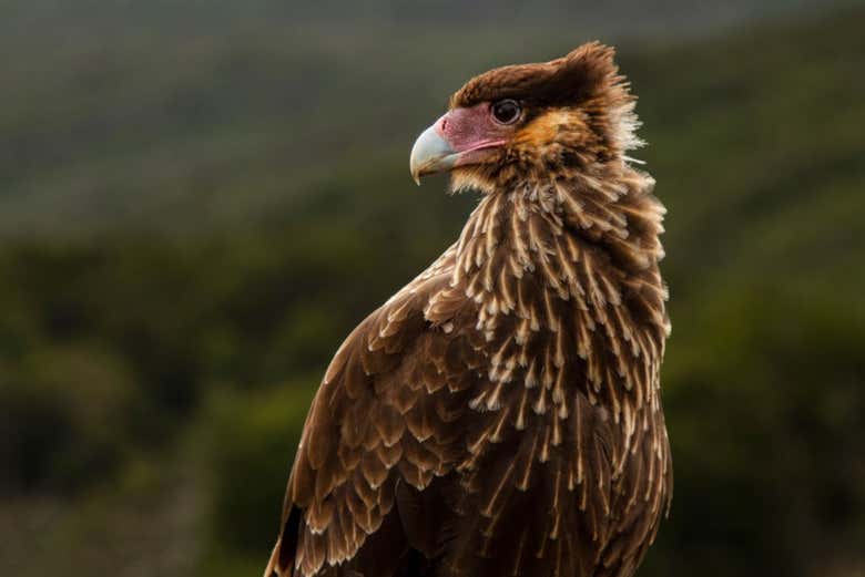 Ave autóctone do Parque Nacional da Terra do Fogo