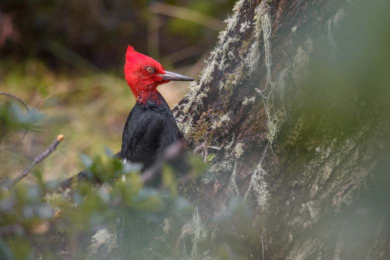 Carpintero endémico de los bosques fueguinos