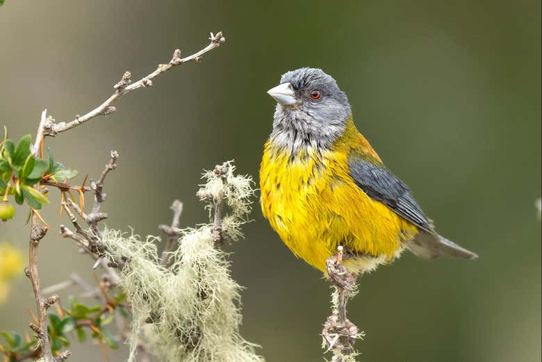 Tierra del Fuego alberga una gran diversidad de aves