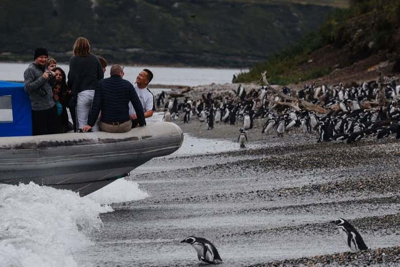 Observando los pingüinos en su hábitat natural