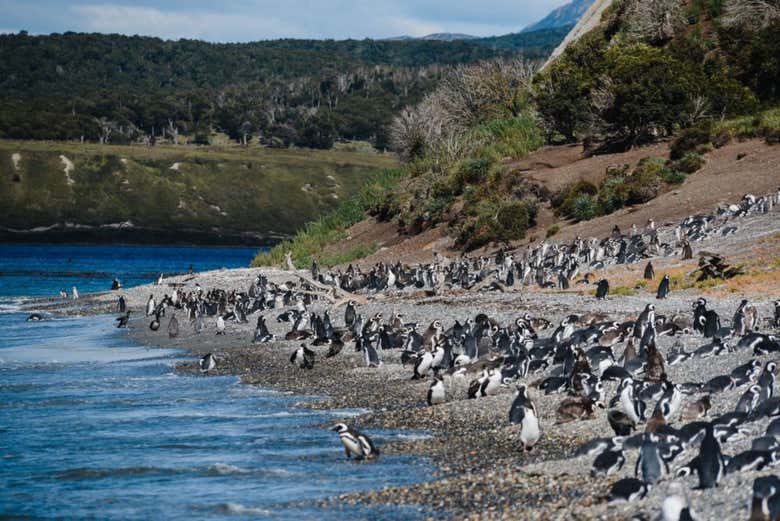 Una colonia de pingüinos magallánicos y papúas