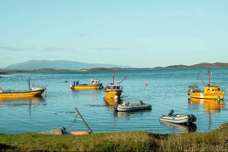 El canal Beagle lleno de barcos