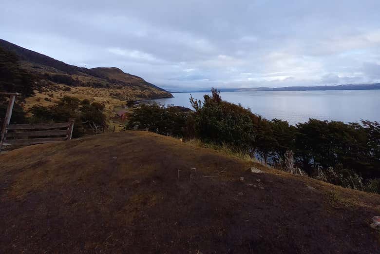 Floresta próxima ao Canal Beagle