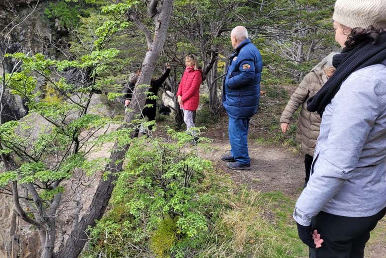 Explorando el bosque de lengas