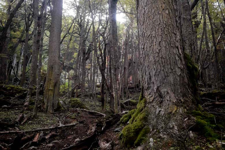 Bosque frondoso