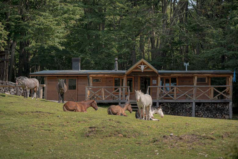 Los caballos en el refugio del lago Escondido