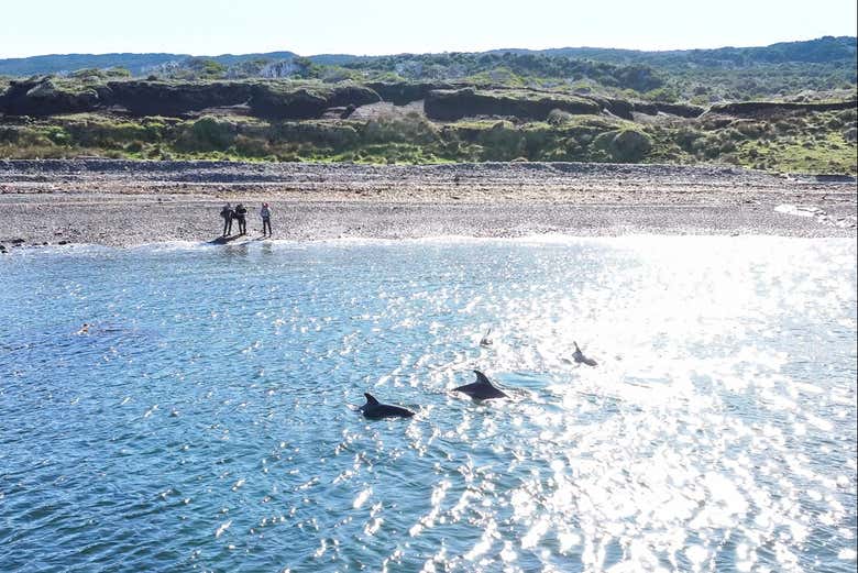 Si tenemos suerte veremos delfines en la ruta costera