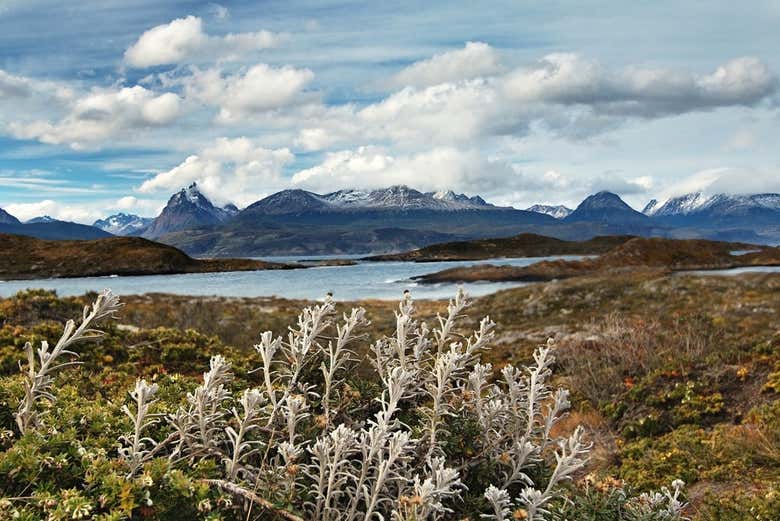 Navegaremos por el canal Beagle