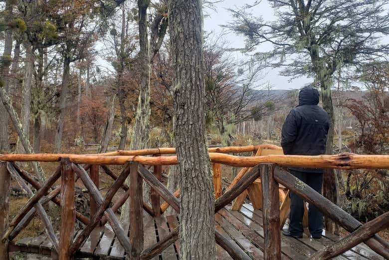 Admirez la forêt pendant la randonnée