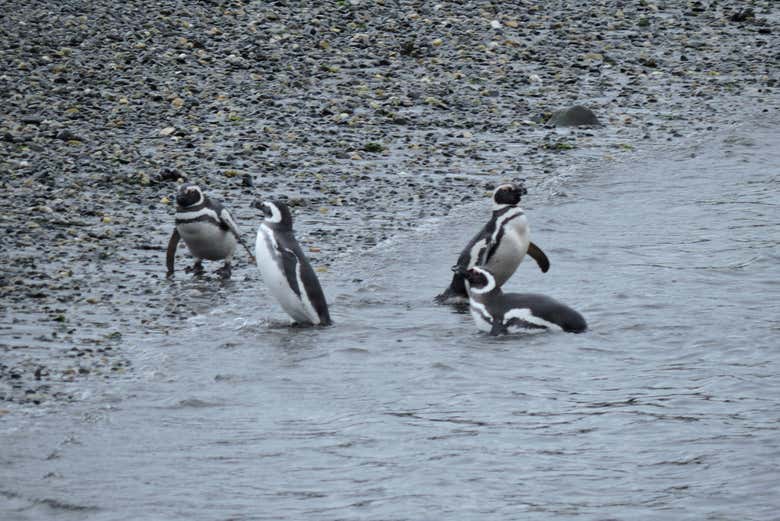 See the penguins of Beagle Canal