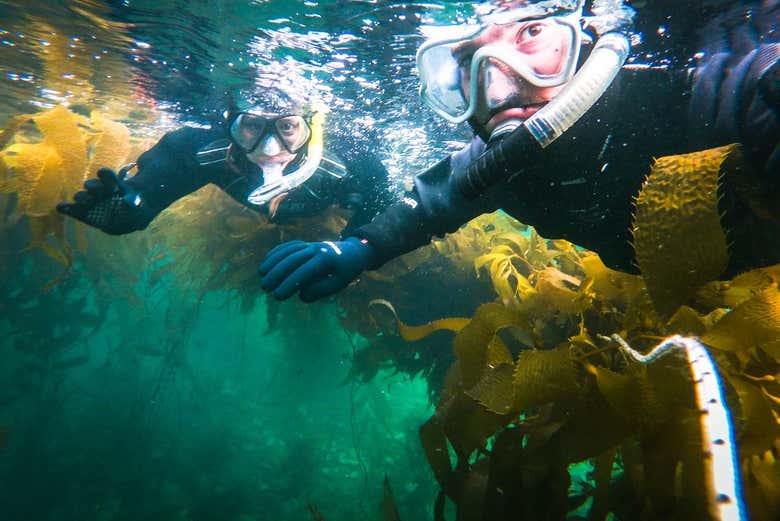 Snorkelling in Canal Beagle