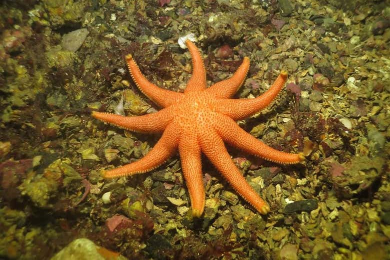 Spot native marine wildlife