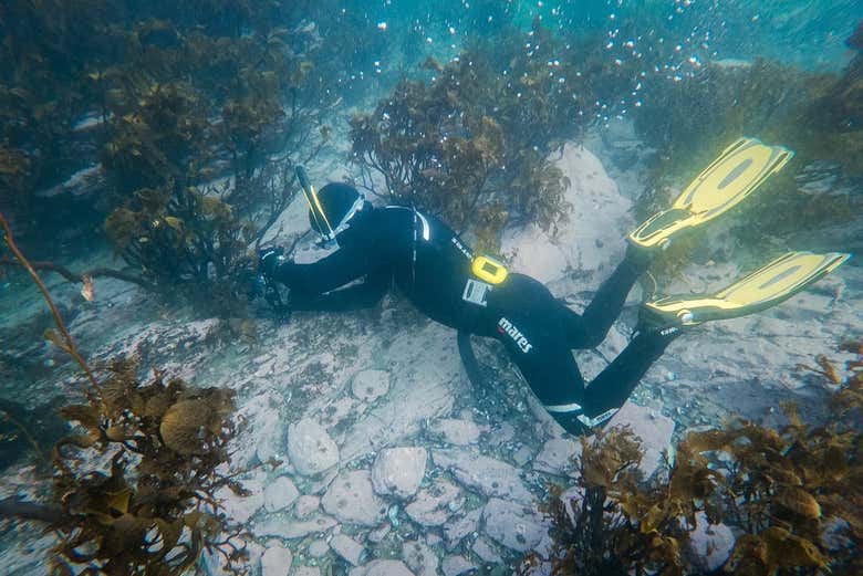 Underwater exploration in Ushuaia waters