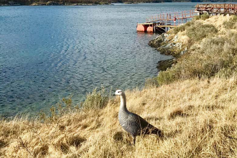 Fauna e paesaggi del Parco Nazionale della Terra del Fuoco