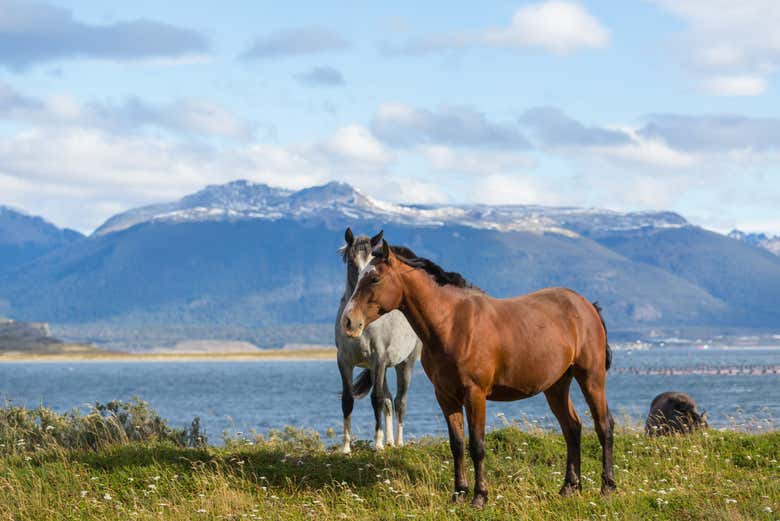 Los caballos con el lago Escondido al fondo