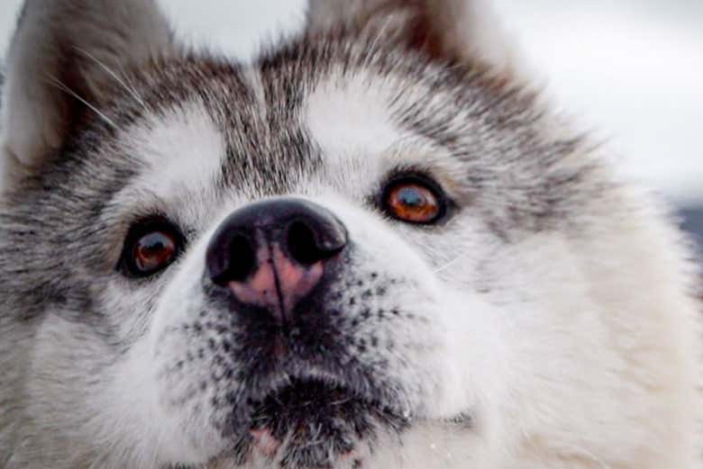 Un perro husky en Puerto Almanza