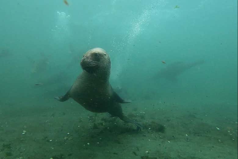 Sea lion near the Beagle Channel