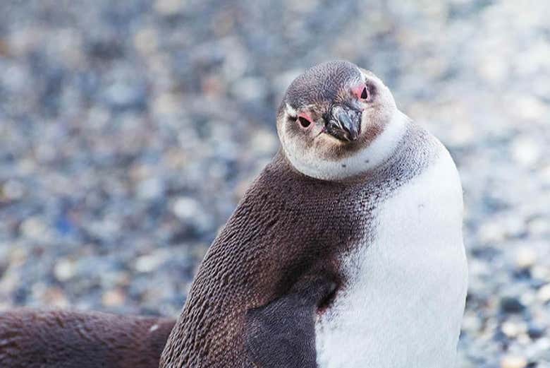 Un ejemplar de pingüino magallánico