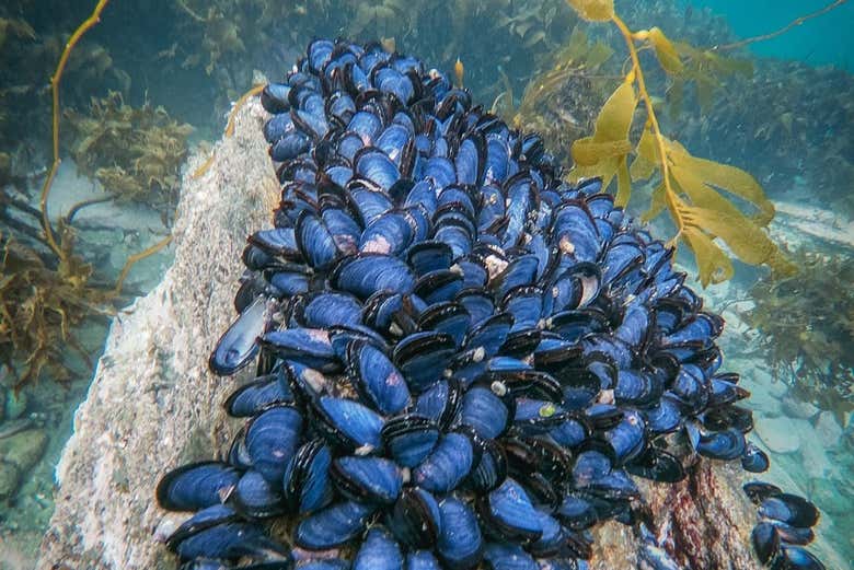 Mussels on the seabed of the Beagle Channel