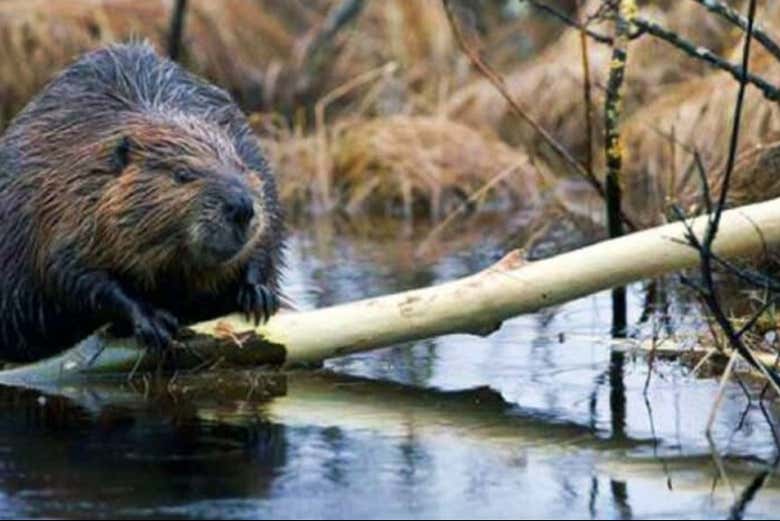 Avistaremos castores