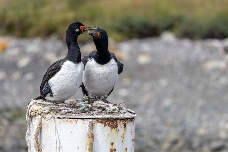 Una pareja de cormoranes de Magallanes