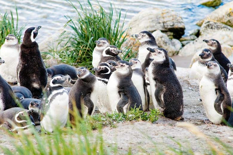Pingüinos de Magallanes