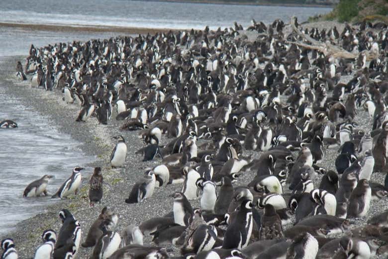 Cientos de pingüinos en isla Martillo
