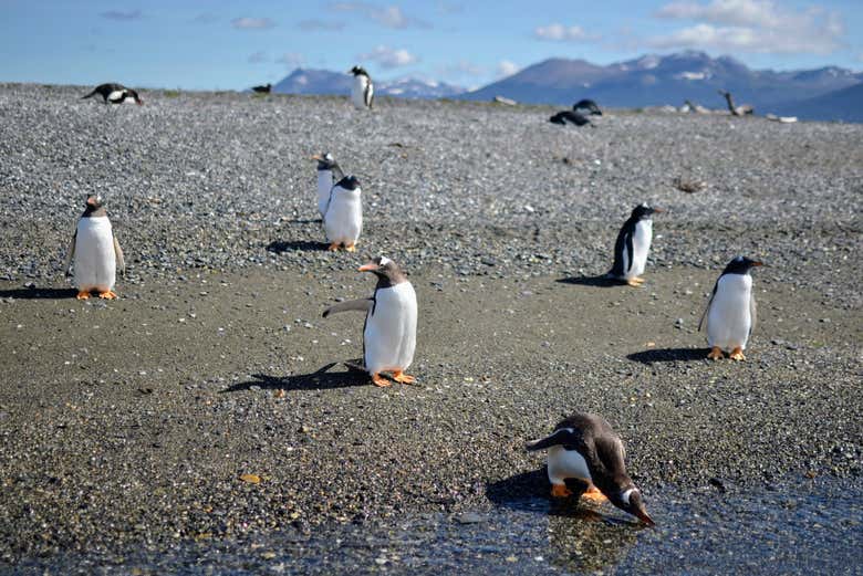 Pingüinos en isla Martillo
