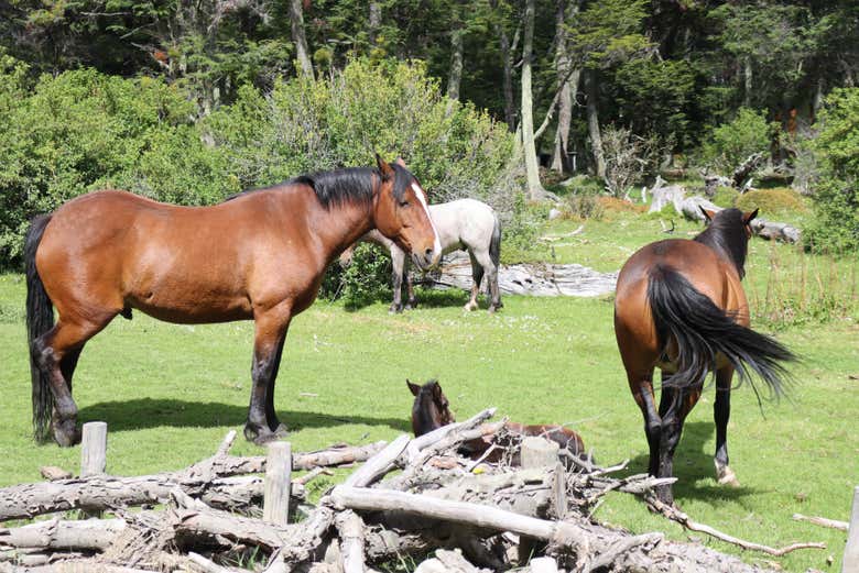 Los compañeros de viaje durante el descanso