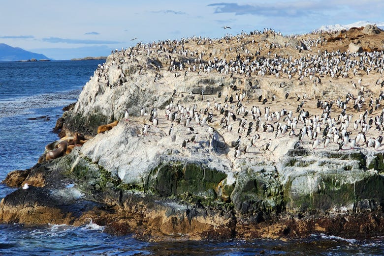 Colônia de pinguins na ilha Martillo