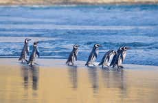 Excursión a Puerto Almanza + Avistamiento de pingüinos en la isla Martillo